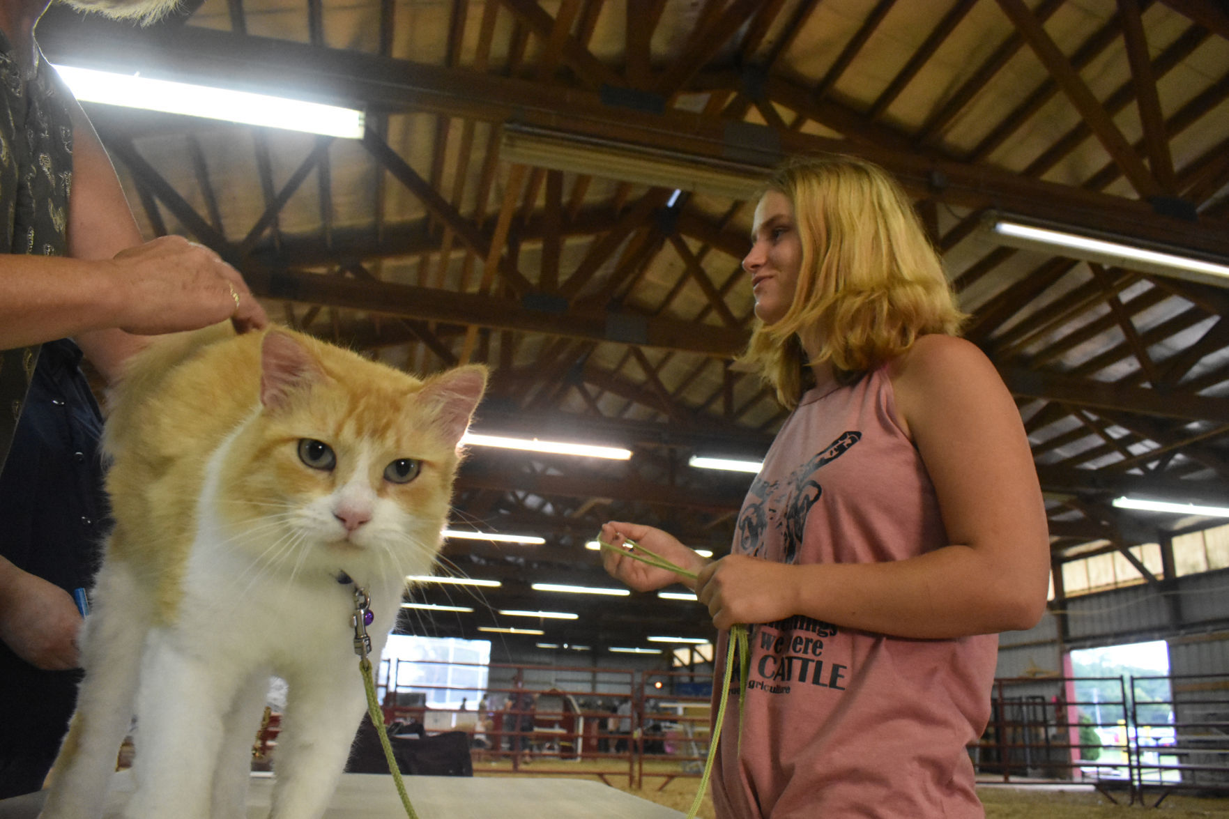 Mable the cat prowls toward news camera